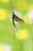 Mayfly (Ephemera vulgata) in a flower meadow near a lake, Haut-Doubs, France