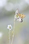Marbled White(Melanargia galathea) resting on a Hoary Alysson flower (Berteroa incana) on a path in an E.N.S., Auvergne, France