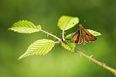 large skipper (Ochlodes sylvanus) and noctuid caterpillar on bramble leaves one evening at the edge of a forest, Auvergne, France