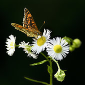 Heath Fritillary (Melitaea athalia) foraging on a wild aster flower at the edge of a forest, Auvergne, France