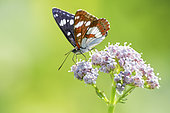 Southern White Admiral (Limenitis reducta) on a beautiful spring evening on a flowering Valerian (Valeriana officinalis), Auvergne, France
