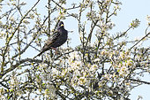 Etourneau sansonnet (Sturnus vulgaris) en plumage nuptial posé dans un Prunellier (Prunus spinosa), Auvergne, France