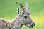 Female Alpine ibex (Capra ibex) against the light grazing on grass in the Creux du Van Nature Reserve, Switzerland