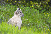 Young Alpine Ibex (Capra ibex) lying alone in the grass after a rain shower, Creux du Van, Switzerland
