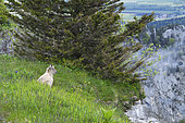 Young Alpine Ibex (Capra ibex) alone after a rain shower near a cliff, Creux du Van, Switzerland