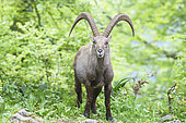 Alpine ibex (Capra ibex) at Creux du Van, Switzerland