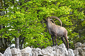 Alpine ibex (Capra ibex) eating young beech leaves, Creux du Van, Switzerland