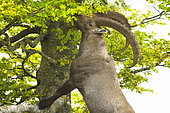 Alpine ibex (Capra ibex) standing and eating young beech leaves, Creux du Van, Switzerland