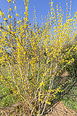 Forsythia intermedia 'Beatrix Farrand', in bloom