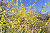 Forsythia intermedia 'Beatrix Farrand', in bloom