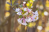 Fragrant Viburnum, Viburnum farreri, flowers