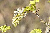 Blood currant, Ribes sanguineum 'Ice Circle', flowers