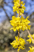 Forsythia suspensa var. fortunei, flowers