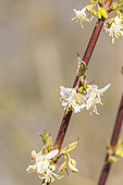 Honeysuckle, Lonicera purpusii 'Winter Beauty', flowers