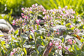 Lady's tears 'Dora Bielefeld', Pulmonaria saccharata ‘Dora Bielefeld', flowers