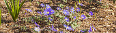 Anemone 'Blue Shades', Anemone blanda 'Blue Shades', flowers