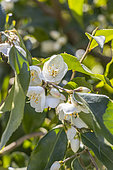 Winter Camellia, Camellia tsaii, flowers