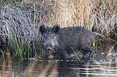 Eurasian wild boar (Sus scrofa) in Biguglia pond, Haute-Corse, France