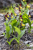 Yellow Lady's Slipper Orchid (Cypripedium calceolus) group flowering, Boscodon forest, Hautes-Alpes, France