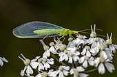 Common green lacewing (Chrysoperla carnea) on Mountain chervil (Chaerophyllum villarsii) flower, Hautes-Alpes, France