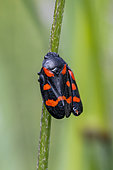 Froghopper (Cercopis sanguinolenta) on a stem, Hautes-Alpes, France
