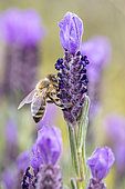 Abeille à miel (Apis mellifera) butinant une Lavande papillon (Lavandula stoechas), Réserve naturelle de la plaine des Maures, Var, France