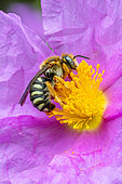 Cotton bee (Rhodanthidium septemdentatum) on a Grey-leaved cistus (Cistus albidus) flower, Alpes-de-Haute-Provence, France