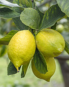 Sorrento lemons (Citrus x limon 'Sorrentino'), Liguria, Italy