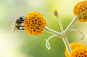 Honey bee (Apis mellifera) foraging on Orange ball tree (Buddleja globosa) flower, Alpes-de-Haute-Provence, France