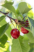 Cherries (Prunus avium) ripening on the tree