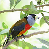 Toucan Barbet (Semnornis ramphastinus) male adult in breeding season perched on a branch in the forest. Ecuador South of America