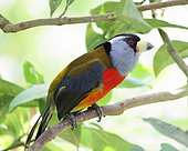 Toucan Barbet (Semnornis ramphastinus) male adult in breeding season perched on a branch in the forest. Ecuador South of America