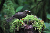 Ecuadorian Thrush (Turdus maculirostris) in the forest. Ecuador South of America
