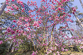 Magnolia campbellii 'Charles Raffil' in bloom