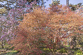 Acer palmatum 'Shin Deshojo'