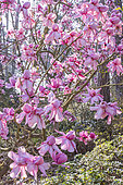 Magnolia campbellii 'Charles Raffil' in bloom