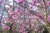 Magnolia campbellii 'Charles Raffil' in bloom