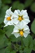 Flowers of Potato (Solanum tuberosum), variety Violet Ulysses, vegetable garden, Belfort, Territoire de Belfort, France