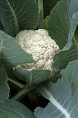 Cauliflower (Brassica oleracea var. botrytis), garden, Belfort, Territoire de Belfort, France