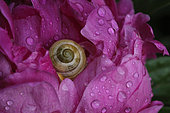 Garden snail (Cepaea hortensis) on peony flower (Paeonia), rain, garden, Belfort, Territoire de Belfort, France