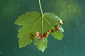 Galls on leaf of the Common Plane or Maple-leaved Plane (Platanus × hispanica or Platanus × acerifolia), park, Belfort, Territoire de Belfort, France