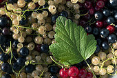 Picking gooseberries and blackcurrants in a basket, orchard, Belfort, Territoire de Belfort, France