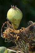 Nest of Neurotoma saltuum and fruit on branch of pear tree (Pyrus communis) Williams Bon Chrétien variety, orchard, Belfort, Territoire de Belfort, France
