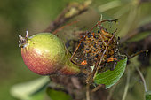 Nest of Neurotoma saltuum and fruit on branch of pear tree (Pyrus communis) Williams Bon Chrétien variety, orchard, Belfort, Territoire de Belfort, France