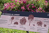 Panel, Rose bushes in the garden, rose bushes,, Metz botanical garden, Montigny les Metz, Moselle, France