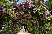 Rose garden, Metz botanical garden, Montigny les Metz, Moselle, France