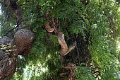 Styphnolobium japonicum Pendula, Metz botanical garden, Montigny les Metz, Moselle, France