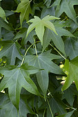 Liquidambar styraciflua, leaves, Metz botanical garden, Montigny les Metz, Moselle, France