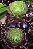 Aeonium arboreum, greenhouses from 1898, tropical and exotic plants, Metz botanical garden, Montigny les Metz, Moselle, France