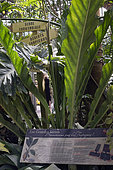 Greenhouses from 1898, tropical and exotic plants, Metz botanical garden, Montigny les Metz, Moselle, France